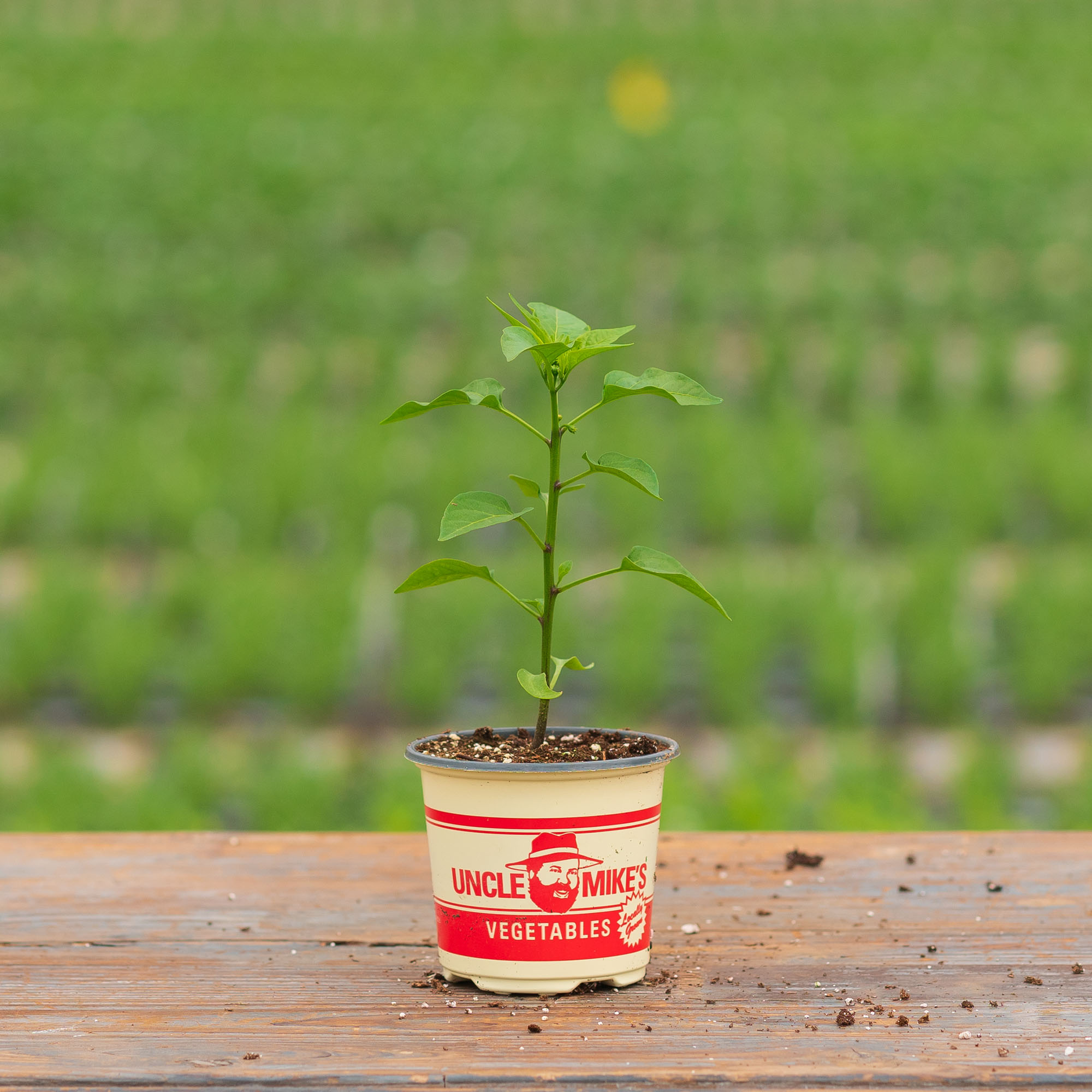Pepper – Golden Cali Wonder – 4″ Pot